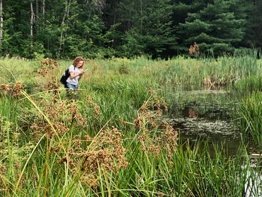 Olivia Sterantino conducting field work in a vernal pool in New York state.
