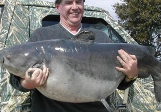 Steve Greer with a 87 lb Arkansas Blue Catfish