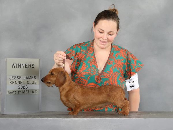 Woman presenting a winning Dachshund at a dog show.