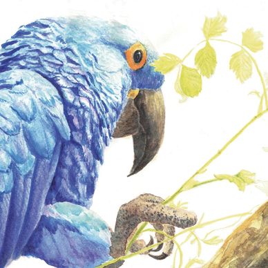 Hyacinth Macaw watercolor by Michelle Gates