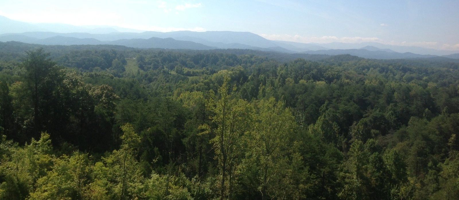 Dense forest with mountain range in the background.
