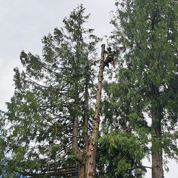 Emergency tree removal by an arborist in Revelstoke, BC