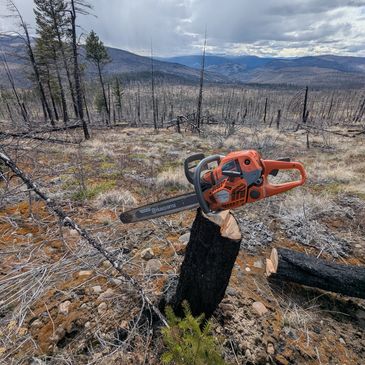 Falling project on an old wildfire near Revelstoke, BC