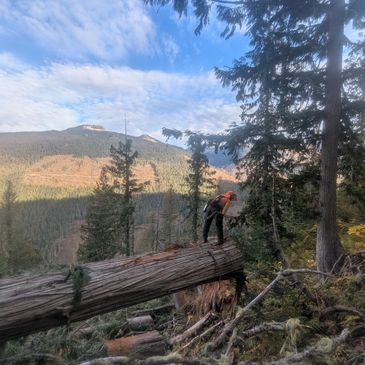 BC Certified Faller on a logging block near Revelstoke, BC