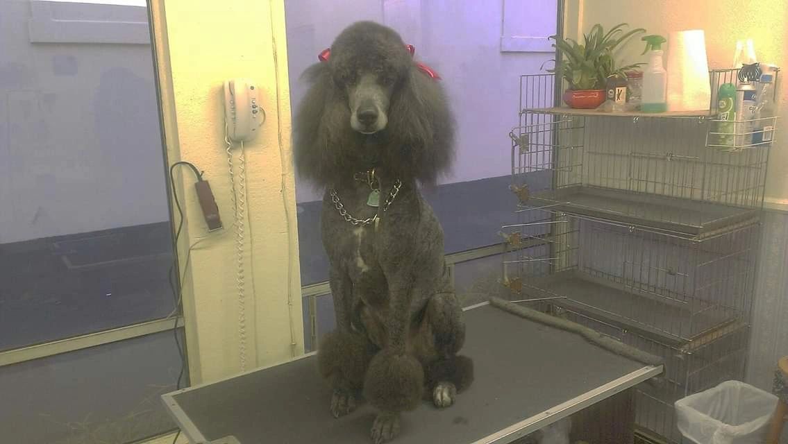 Shaggy Dog & Cat Pet Styling