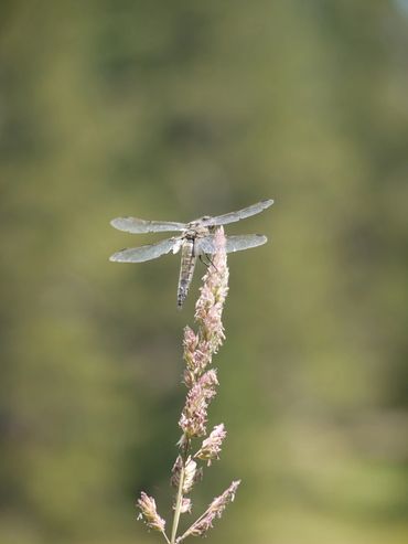 Dragonfly on a flower in Yellowstone National Park