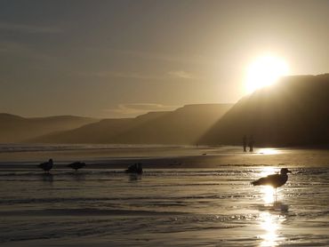 Birds wading in the water with the sun setting over the cliffs at Point Reyes National Seashore