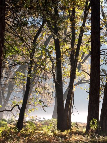 Mist and light peaks through the trees at Yosemite National Park