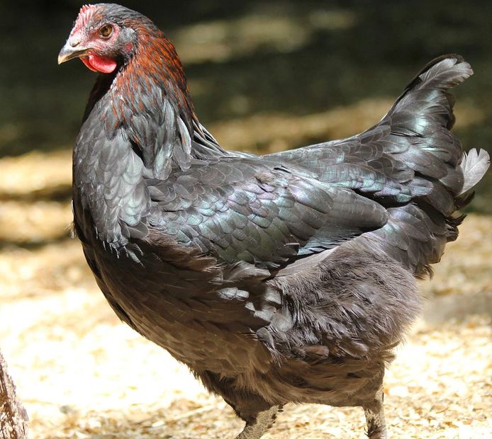 Black Copper Marans