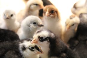 Swedish Flower Hen chicks