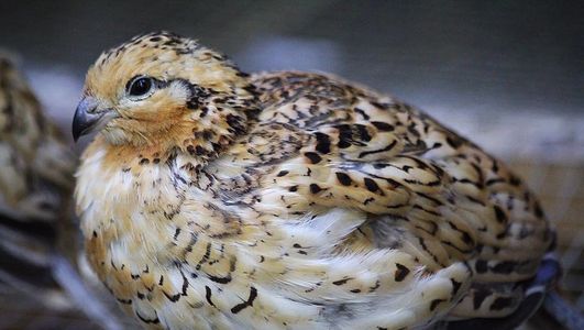 Mexican Speckled Quail