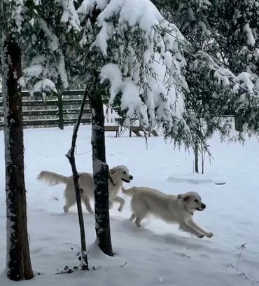 English Cream Golden Retrievers love romping in the snow.
