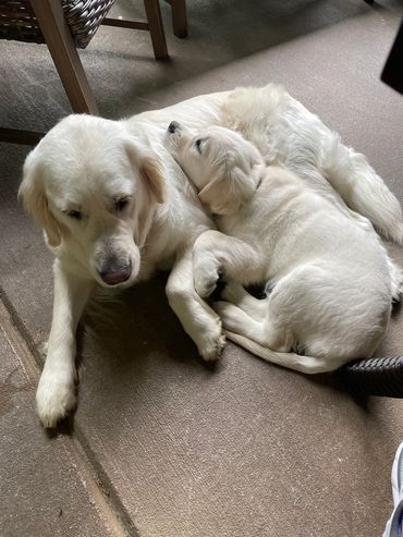 Annie snuggling Puppy Jackson