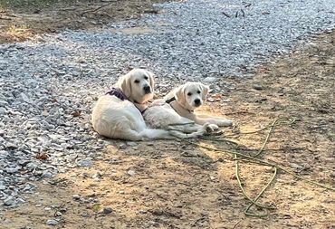 Annie and Puppy Jackson snuggling again