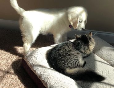 Puppy Annie loves the cats