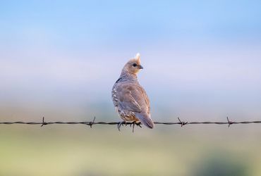 Scaled Quail on a barbed wire fence. photo courtesy of Wings Over Willcox