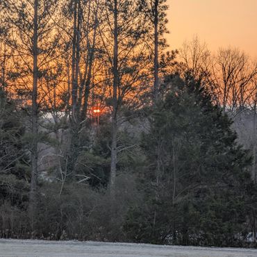 Sunset peeks through a dense forest with bare and evergreen trees.