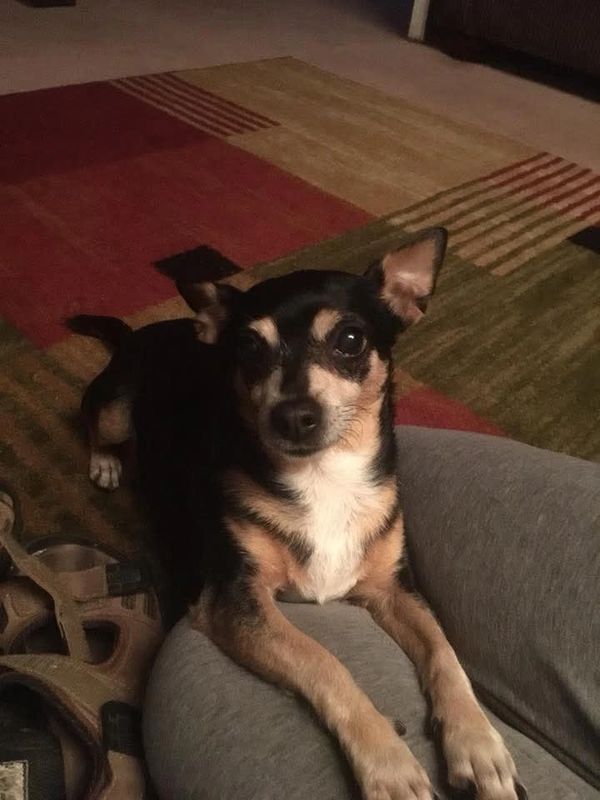 Picture of Lulu, a former little fairy, putting her paws on a lap