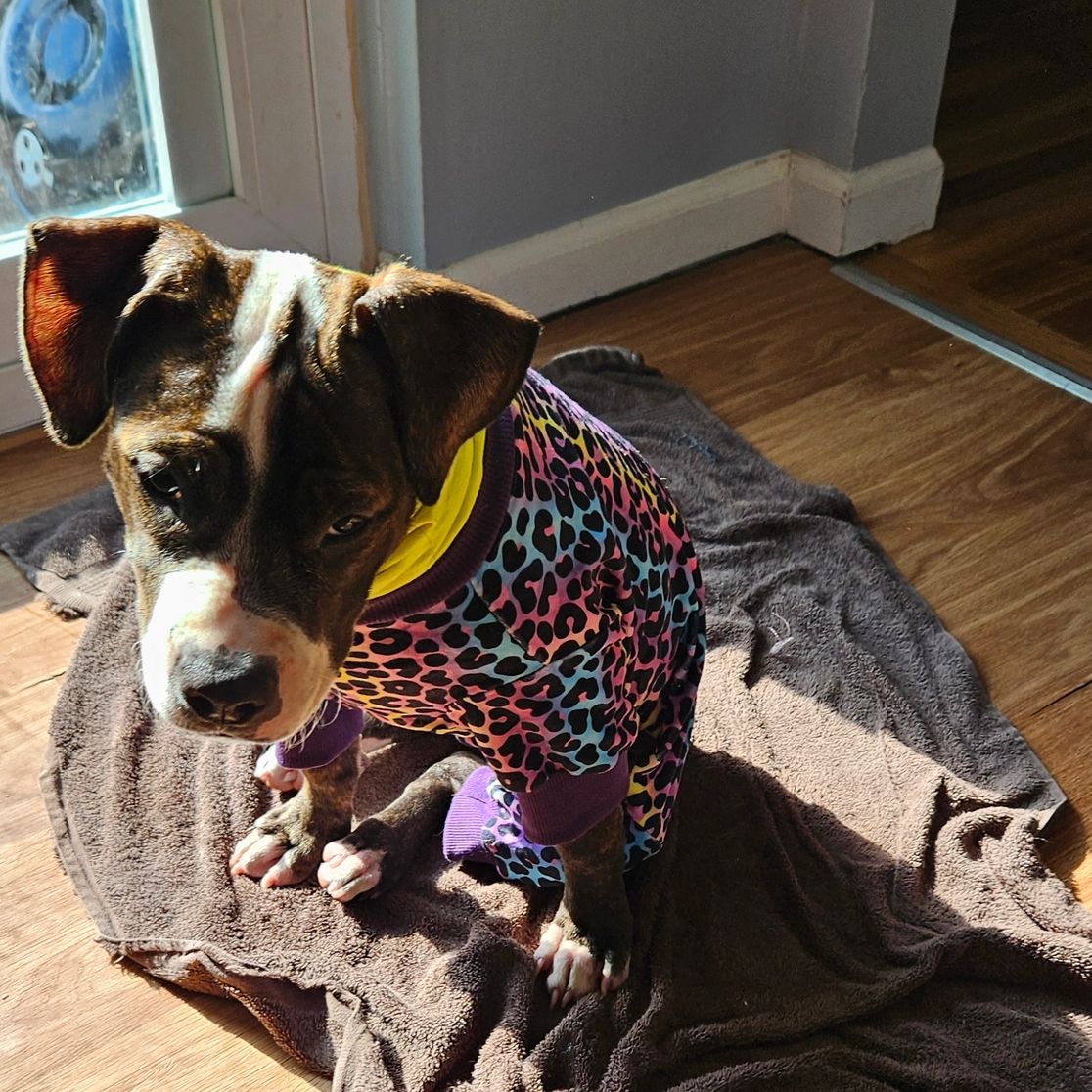 Picture of Lily in her rainbow leopard jammies when she had just arrived in her new home