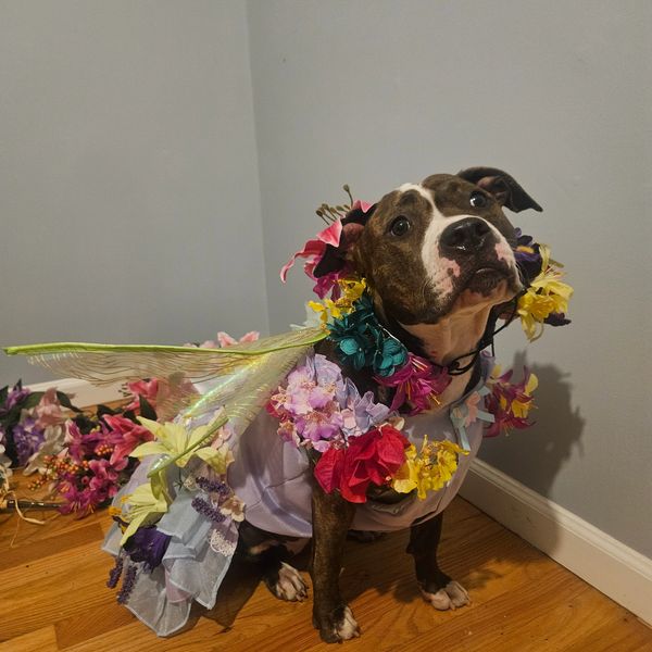 Picture of Lily the dog in her costume looking up in an inspired way