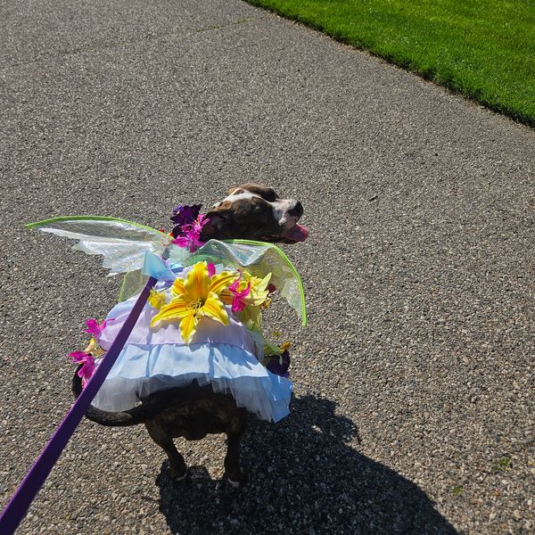 Picture of Lily the dog in costume on a leash looking back at the camera
