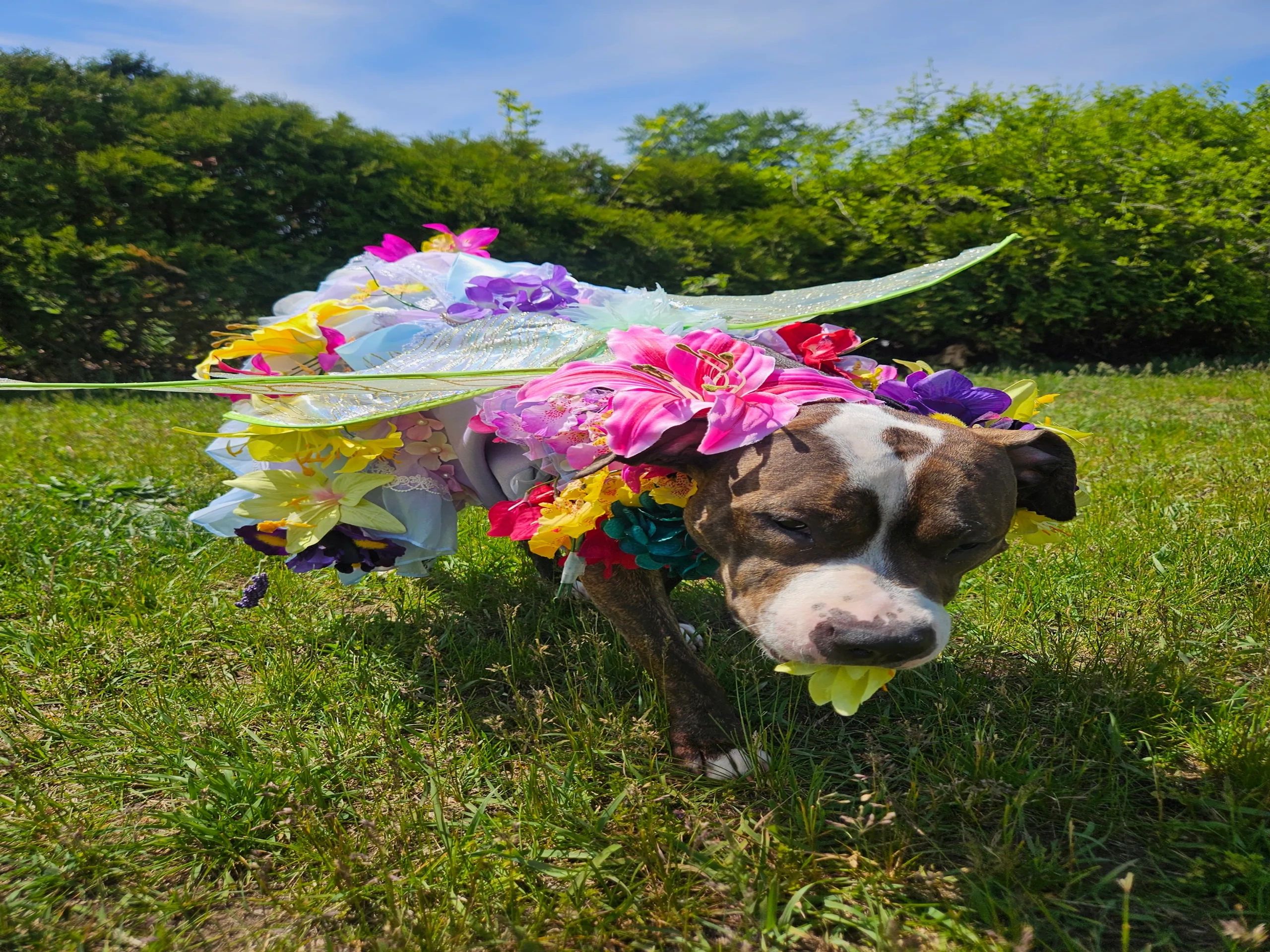 Picture of the company mascot Lily the dog in her custom fairy costume