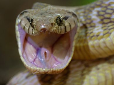 Blanding's Cat Snake