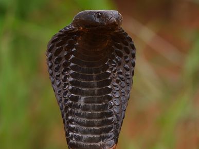 Black-necked Spitting Cobra