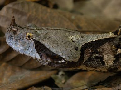 Gaboon Viper