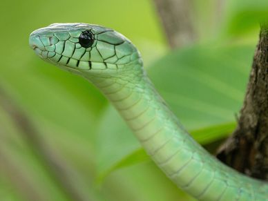 Green Mamba