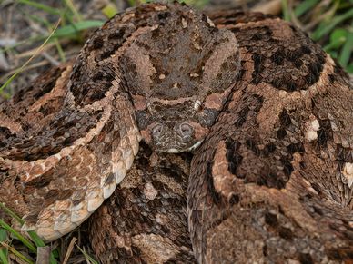 Puff Adder