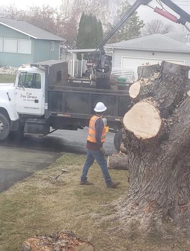 Large tree removal 