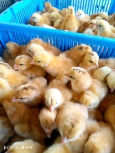 Clean water is vital for a community to stay healthy and to help raise animals to provide a necessar