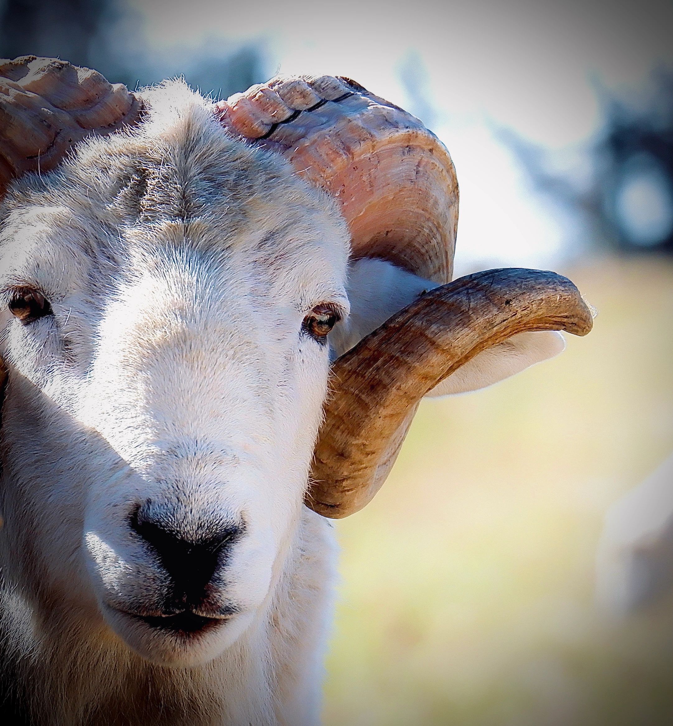1 Year horned wiltshire ram