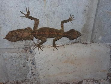 Border Ranges Leaf Tailed Gecko