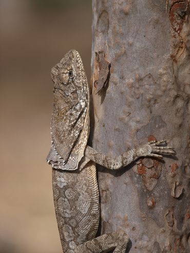 A Frill Necked Lizard near Gin Gin QLD