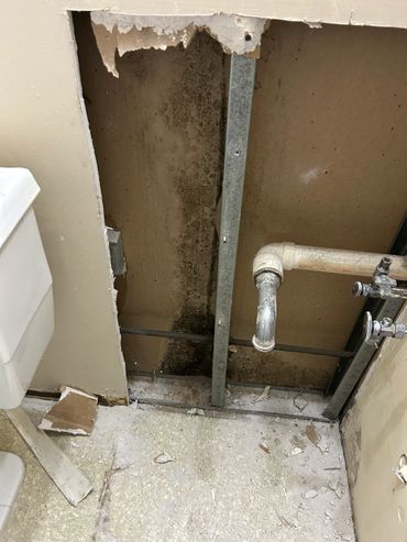 Toxic mold in drywall