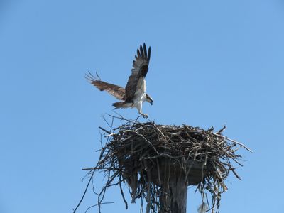 An osprey lands in an unkempt nest with talons out and wings spread.
