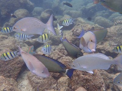 A variety of fish swim above a reef in Hawaii.