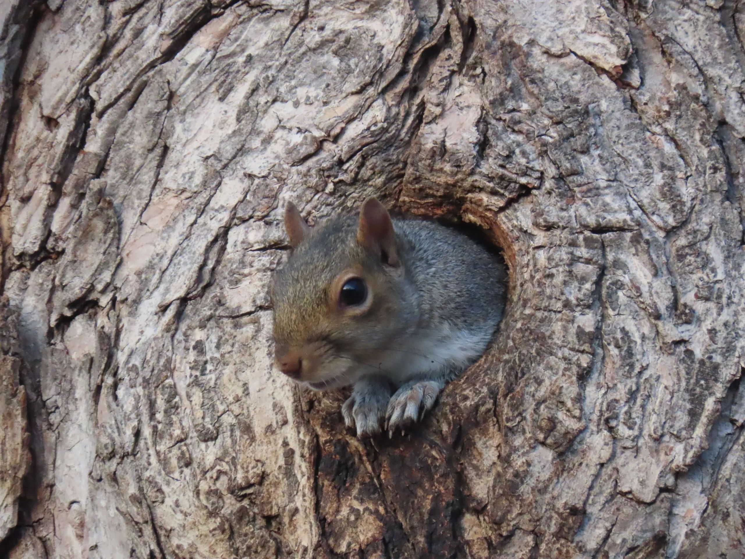 A gray squirrel peeks out from a hole in a large maple tree