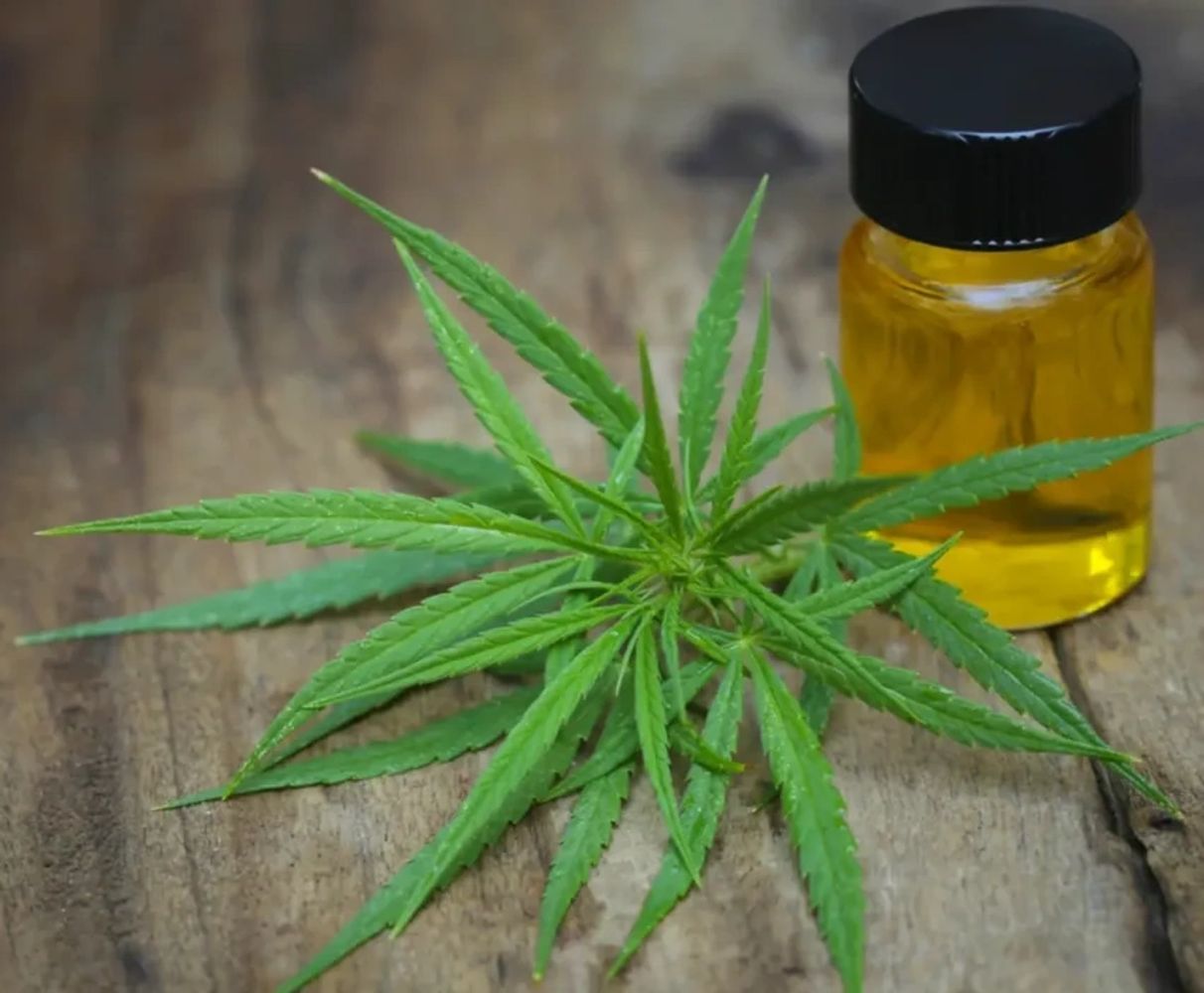 Cannabis leaf and cbd oil