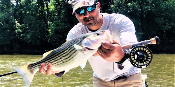 Fly fishing for rockfish / striped bass / stripers on the Roanoke River in Roanoke Rapids / Weldon 