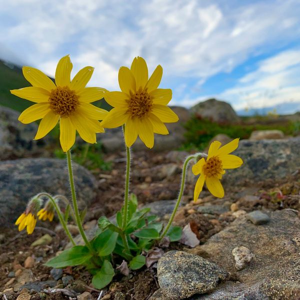 Yellow wildflowers growing among rocks under a cloudy sky.