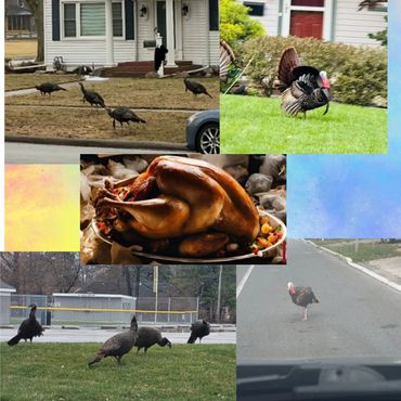 Wild turkeys roaming neighborhoods and a cooked turkey ready for a meal.