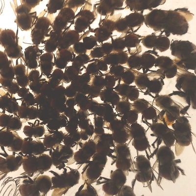Art by Fiddlehead designs. Bumblebees.
Fibonacci. Asteraceae pattern