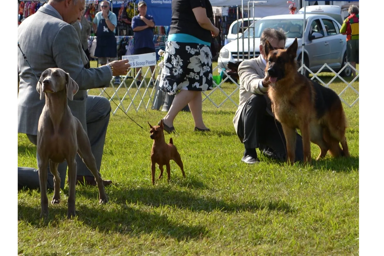 Group of dogs at dogshow