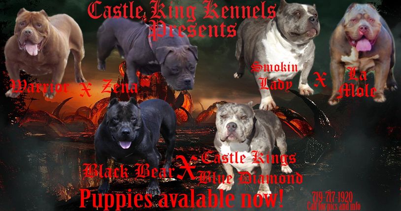New breeding available males and females merels and black puppies available!!