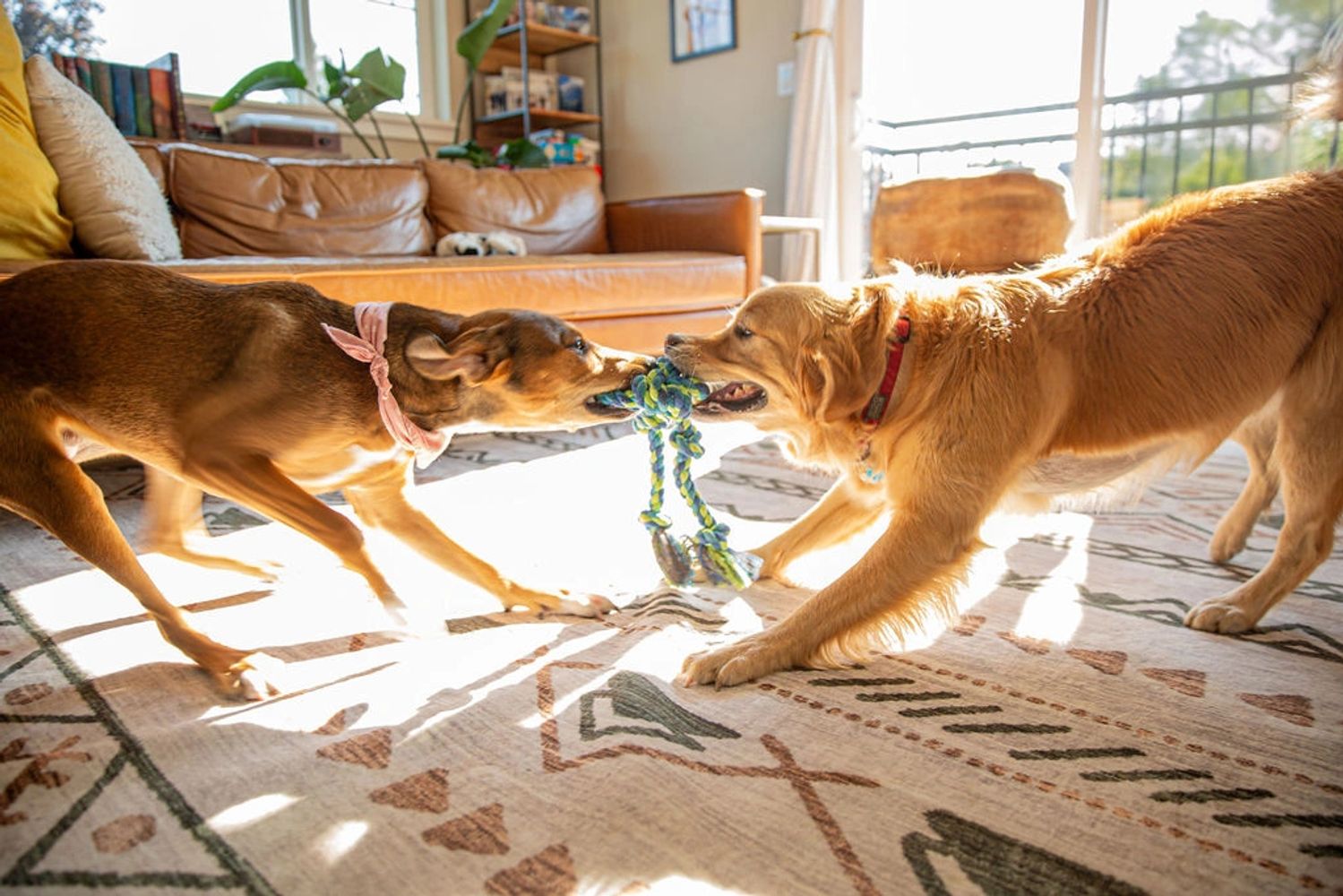 Two dogs play tug-of-war with a rope toy in a sunlit living room.