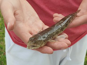 Lizardfish in New Port Richey, FL.
