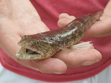 Close up of the Lizardfish. Very cool little fish, but not bait or food, so back home it goes.